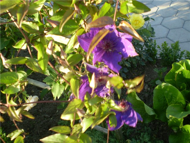 clematis